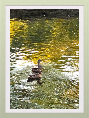 0404 Evening Swim