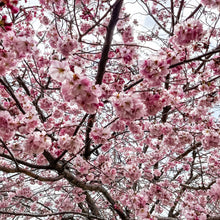 Load image into Gallery viewer, 0627 Beautiful Cherry Blossom