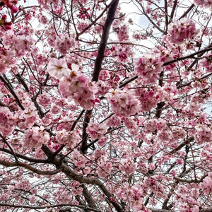 0627 Beautiful Cherry Blossom