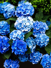 Load image into Gallery viewer, 0317 Pops of Blue