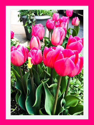 0226 Pink Tulips