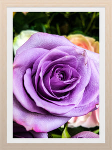 0430 Lavender Rose