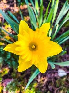 0573 Daffodil