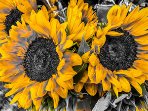 0596 Sunflowers