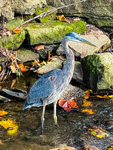 Load image into Gallery viewer, 0606 Great Blue Heron