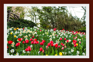 0598 Bed of Tulips