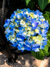 Load image into Gallery viewer, 0513 Blue Hydrangea