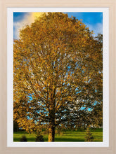 Load image into Gallery viewer, 0383 Maple Tree