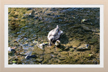 Load image into Gallery viewer, 0495 Duckling With Her Mother