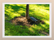 Load image into Gallery viewer, 0396 Snapping Turtle