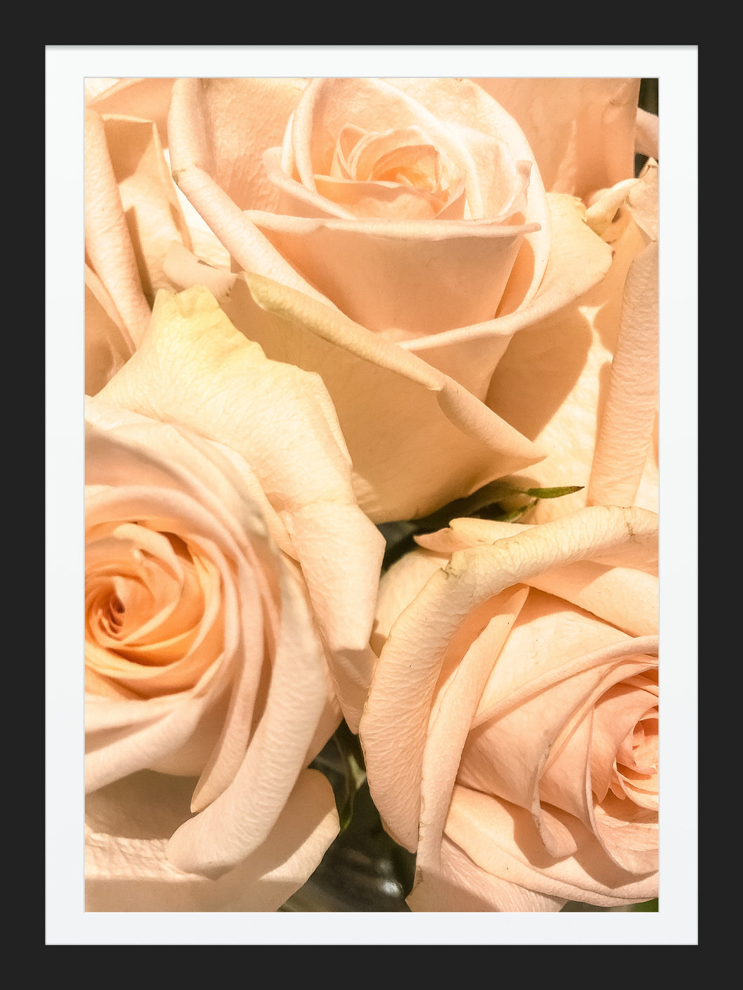 0506 Peach Roses