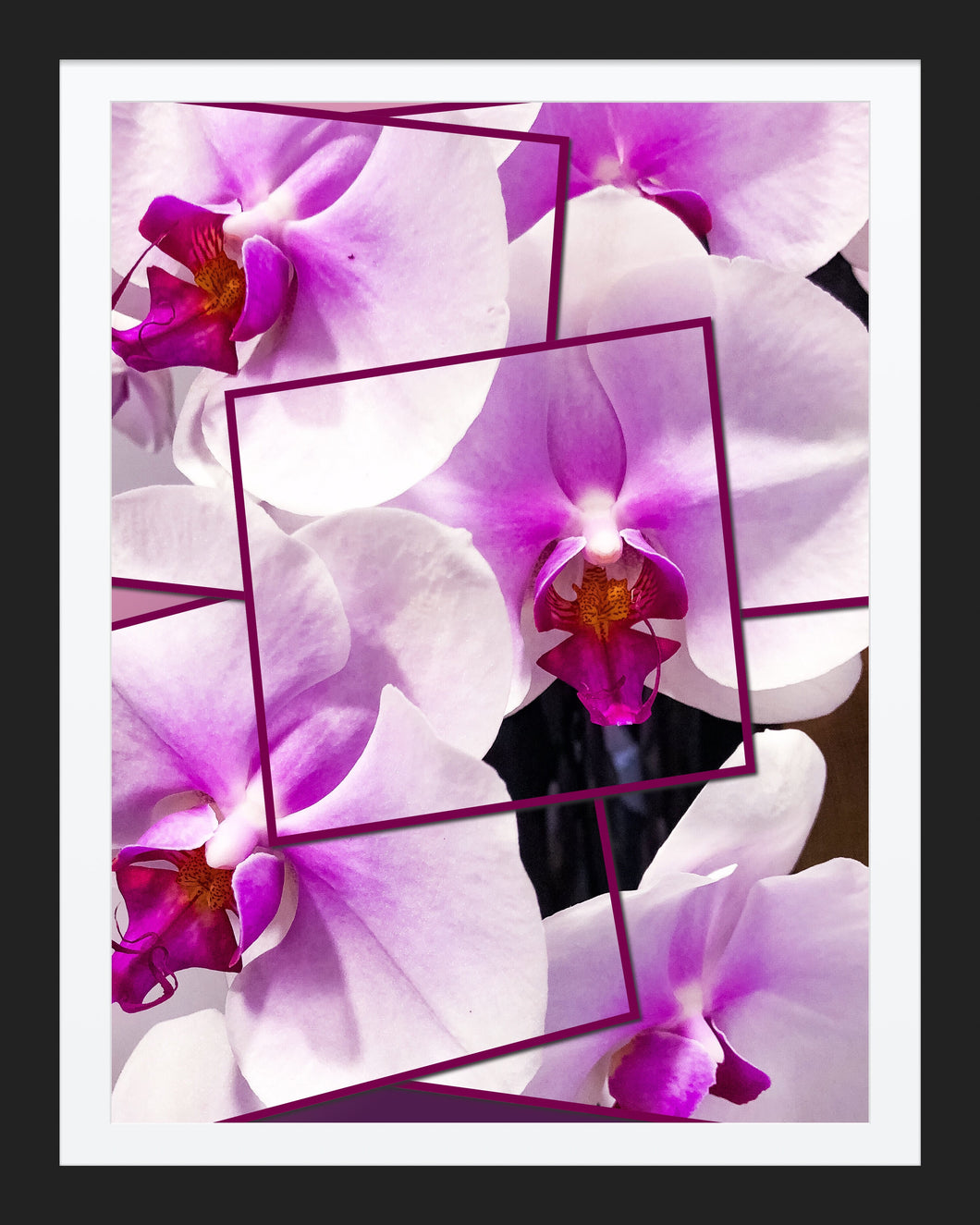 0291 Orchid Collage