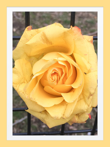0011 Yellow Rose