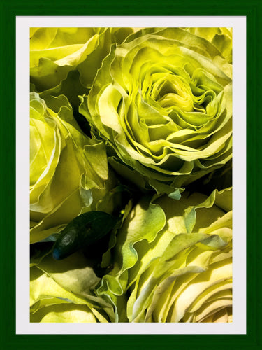 0219 Lime Green Roses