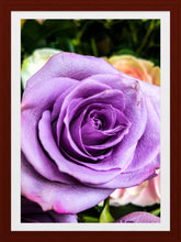 Load image into Gallery viewer, 0430 Lavender Rose