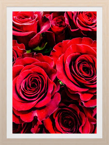 0184 Red Red Roses