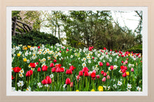 Load image into Gallery viewer, 0598 Bed of Tulips