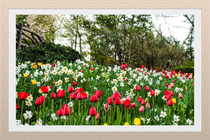 0598 Bed of Tulips