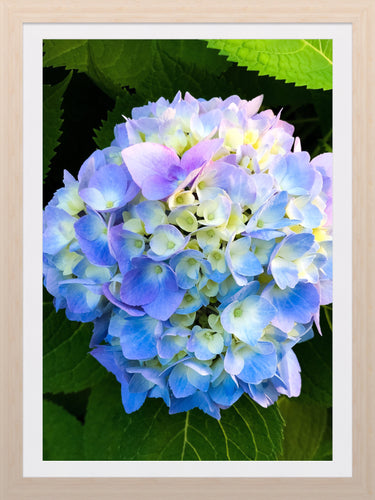 0351 Blue Hydrangea