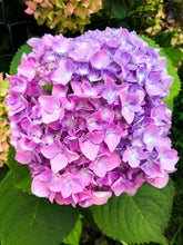 Load image into Gallery viewer, 0535 Pink Hydrangea
