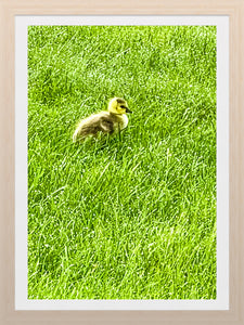 0581 Baby Gosling