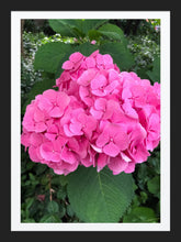 Load image into Gallery viewer, 0361 Pink Hydrangea