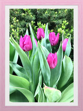 Load image into Gallery viewer, 0036 Purple Tulips