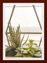 Load image into Gallery viewer, 0457 Succulent Haven