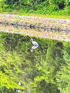 0585 Great Blue Heron