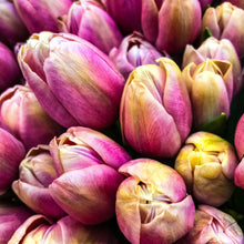 Load image into Gallery viewer, 0466 Pink Tulips