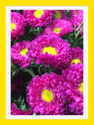 0056 Beautiful Dhalias