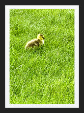 Load image into Gallery viewer, 0581 Baby Gosling