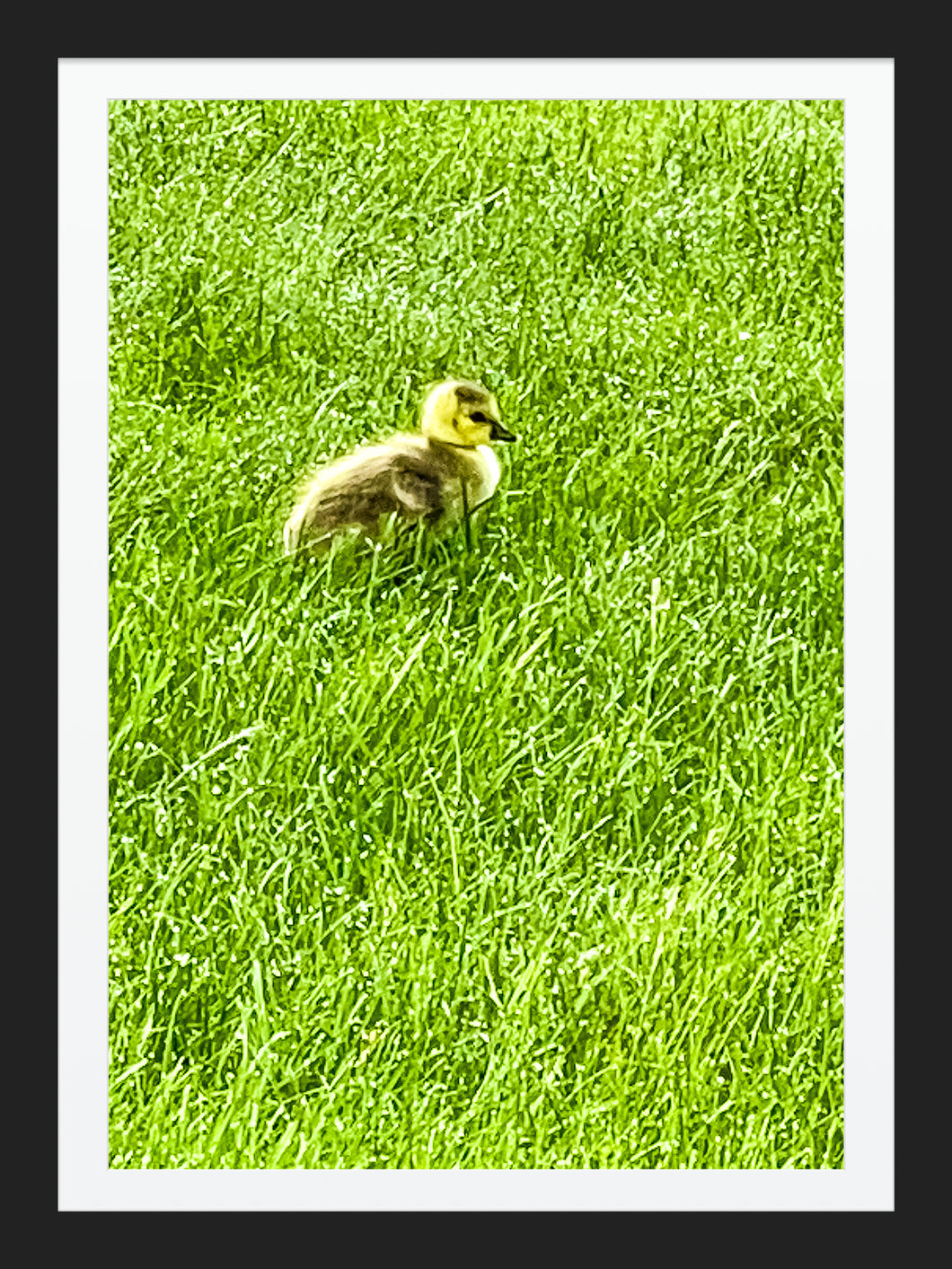 0581 Baby Gosling