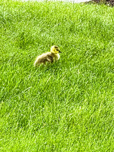 Load image into Gallery viewer, 0581 Baby Gosling