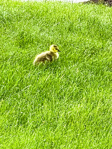 0581 Baby Gosling