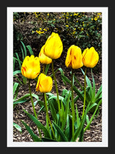 Load image into Gallery viewer, 0493 Yellow and Red Tulips