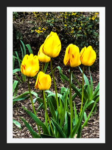 0493 Yellow and Red Tulips