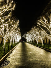 Load image into Gallery viewer, 0479 Lit Tree Path