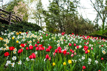 Load image into Gallery viewer, 0598 Bed of Tulips