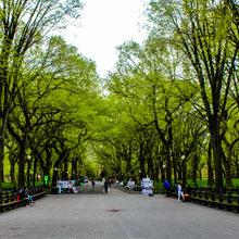 Load image into Gallery viewer, 0586 The Mall In Early Spring