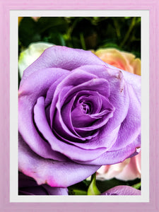 0430 Lavender Rose