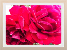 Load image into Gallery viewer, 0517 Two Roses