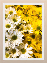 Load image into Gallery viewer, 0281 Daisies Galore