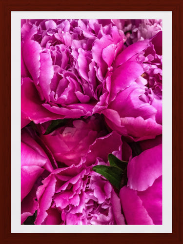 0273 Gorgeous Peonies