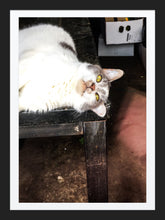 Load image into Gallery viewer, 0270 Chillin&#39; Kitty