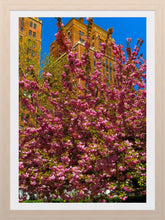 Load image into Gallery viewer, 0265 Cherry Blossom