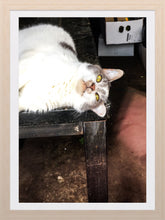 Load image into Gallery viewer, 0270 Chillin&#39; Kitty