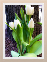 Load image into Gallery viewer, 0230 White Tulips