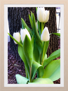 0230 White Tulips