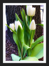 Load image into Gallery viewer, 0230 White Tulips